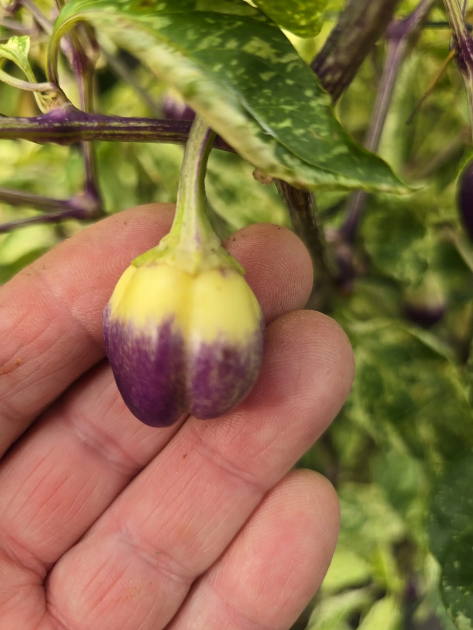 Violet Sparkle x TMLH x Ninfadora Chilli Seeds - Image 6