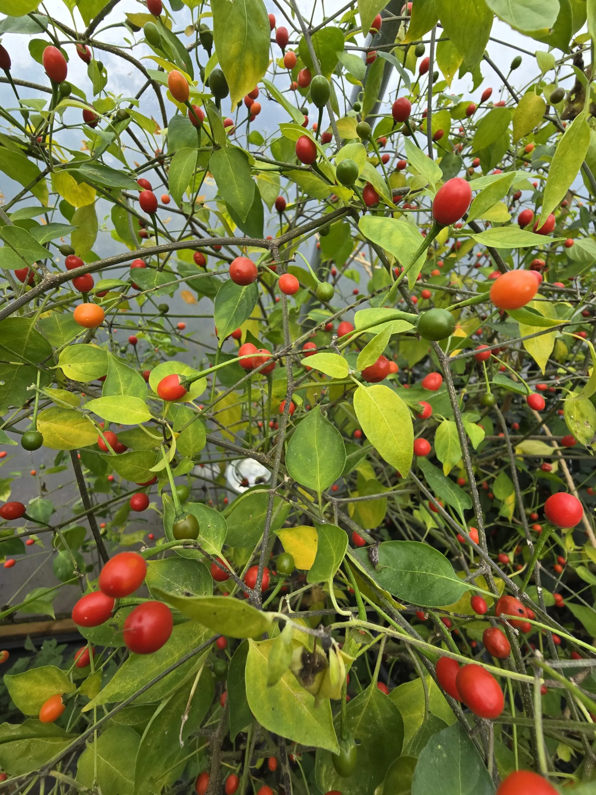 Chiltepin Tucson Chilli Seeds