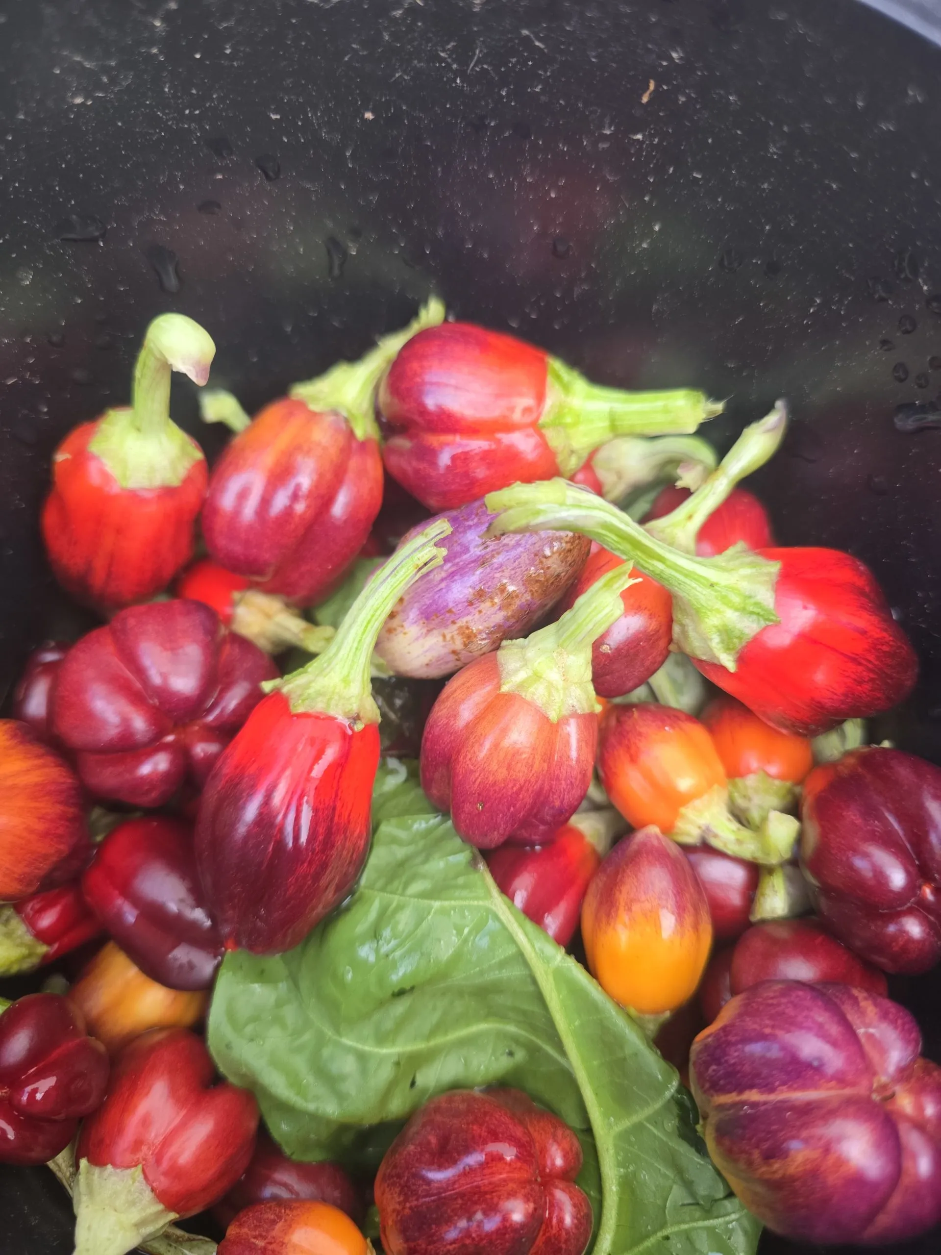 Violet Sparkle x TMLH x Ninfadora Chilli Seeds - Image 2