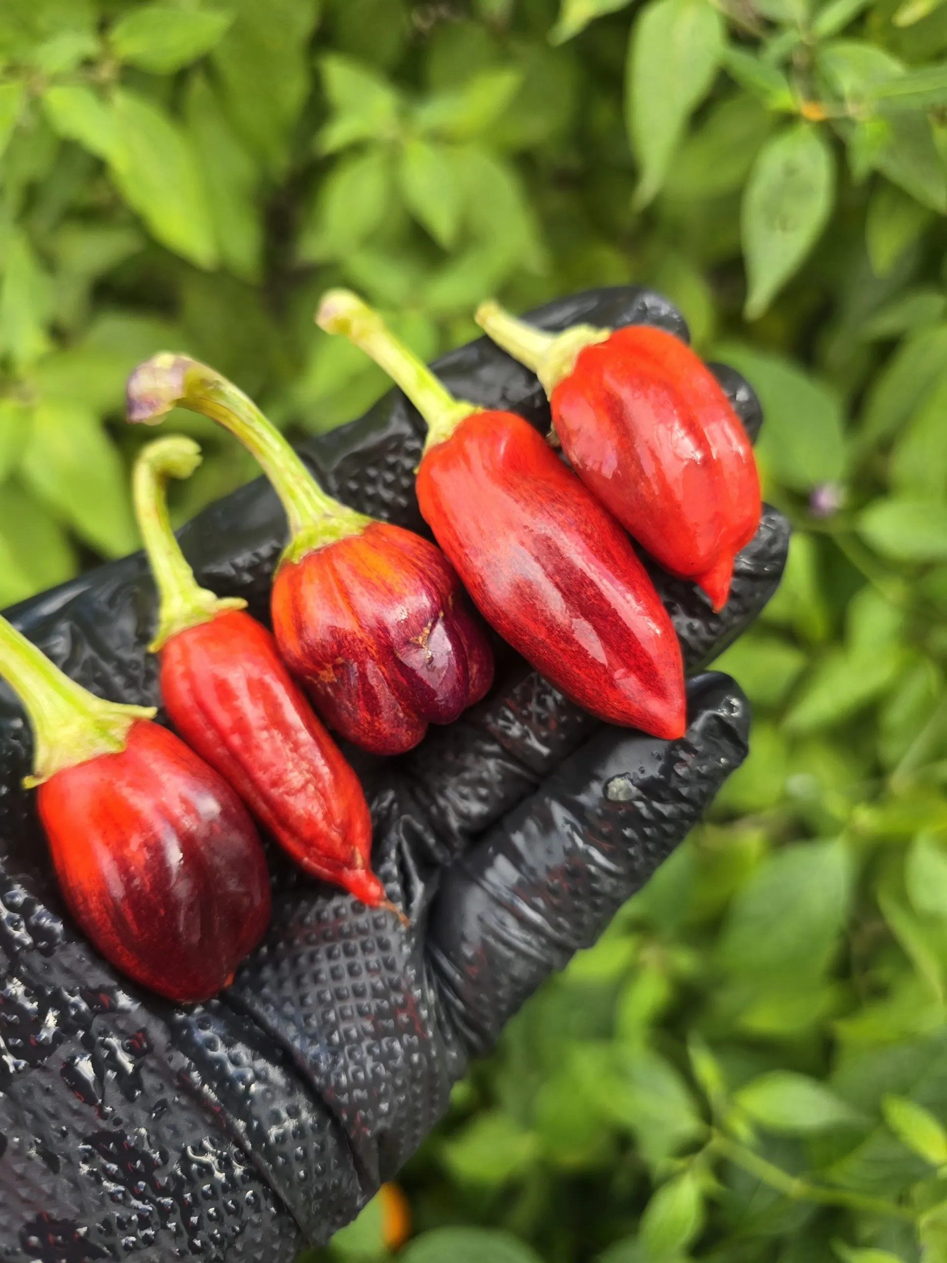 Violet Sparkle x TMLH x Ninfadora Chilli Seeds - Image 4