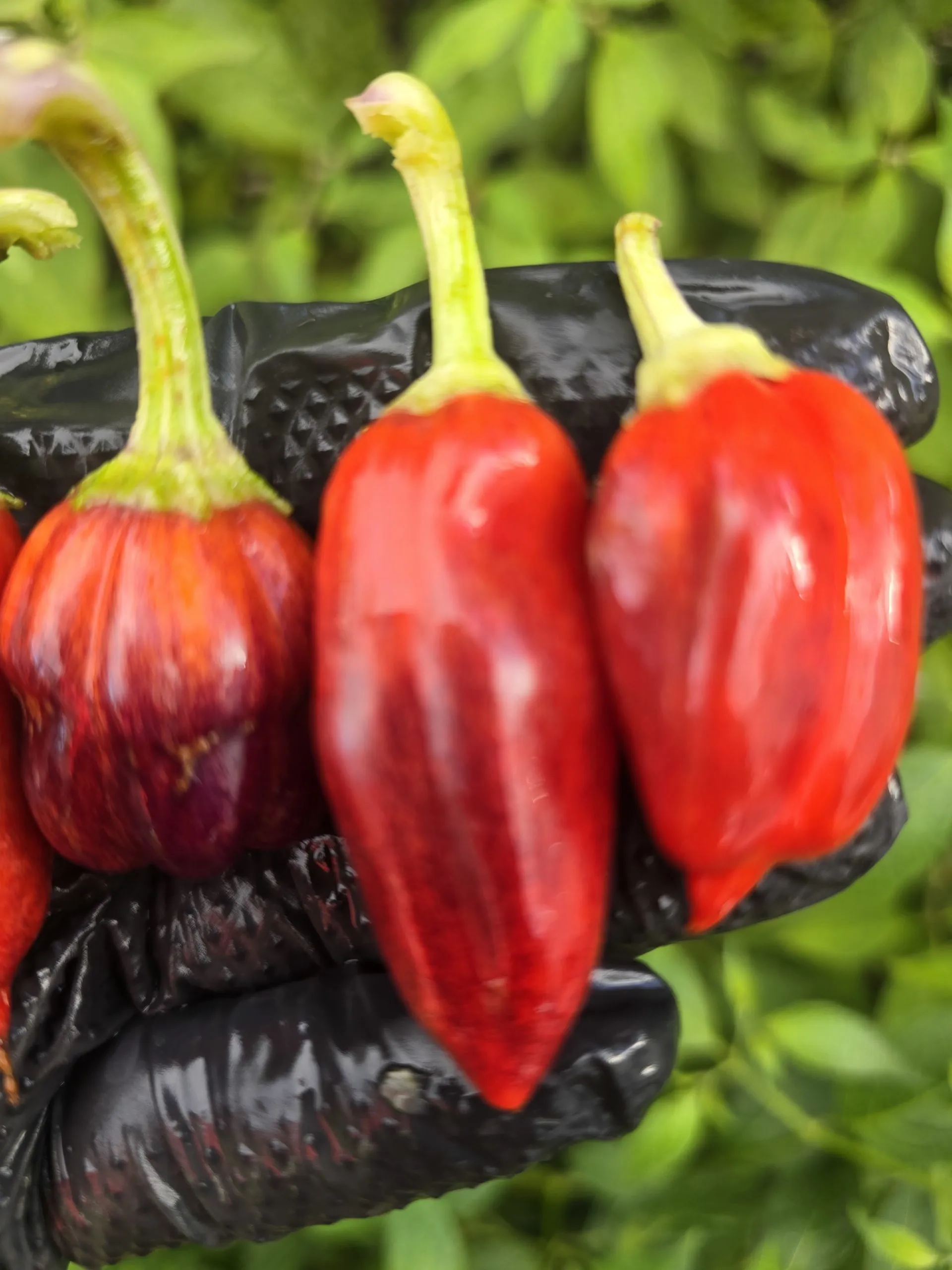 Violet Sparkle x TMLH x Ninfadora Chilli Seeds - Image 7