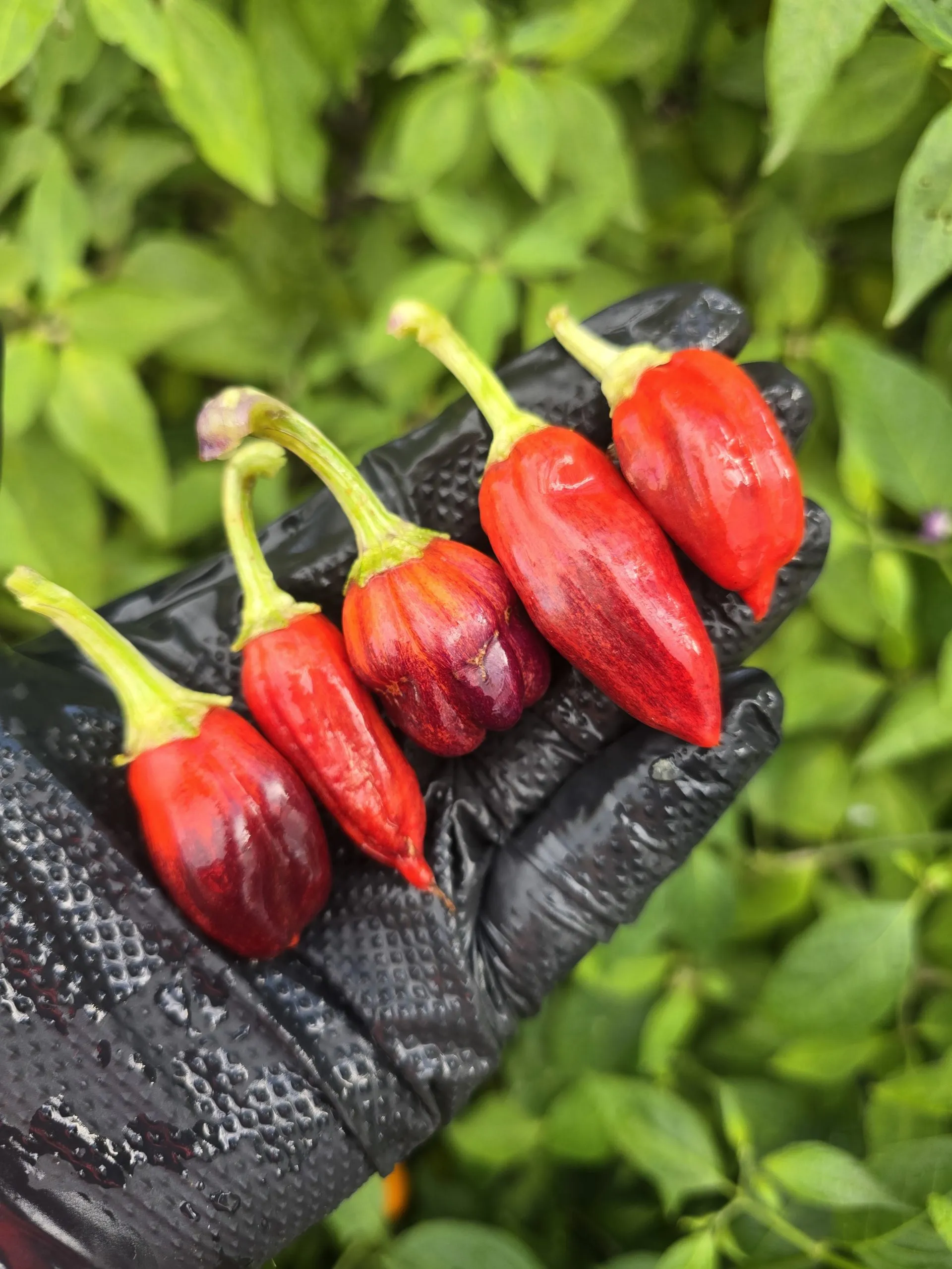 Violet Sparkle x TMLH x Ninfadora Chilli Seeds - Image 9