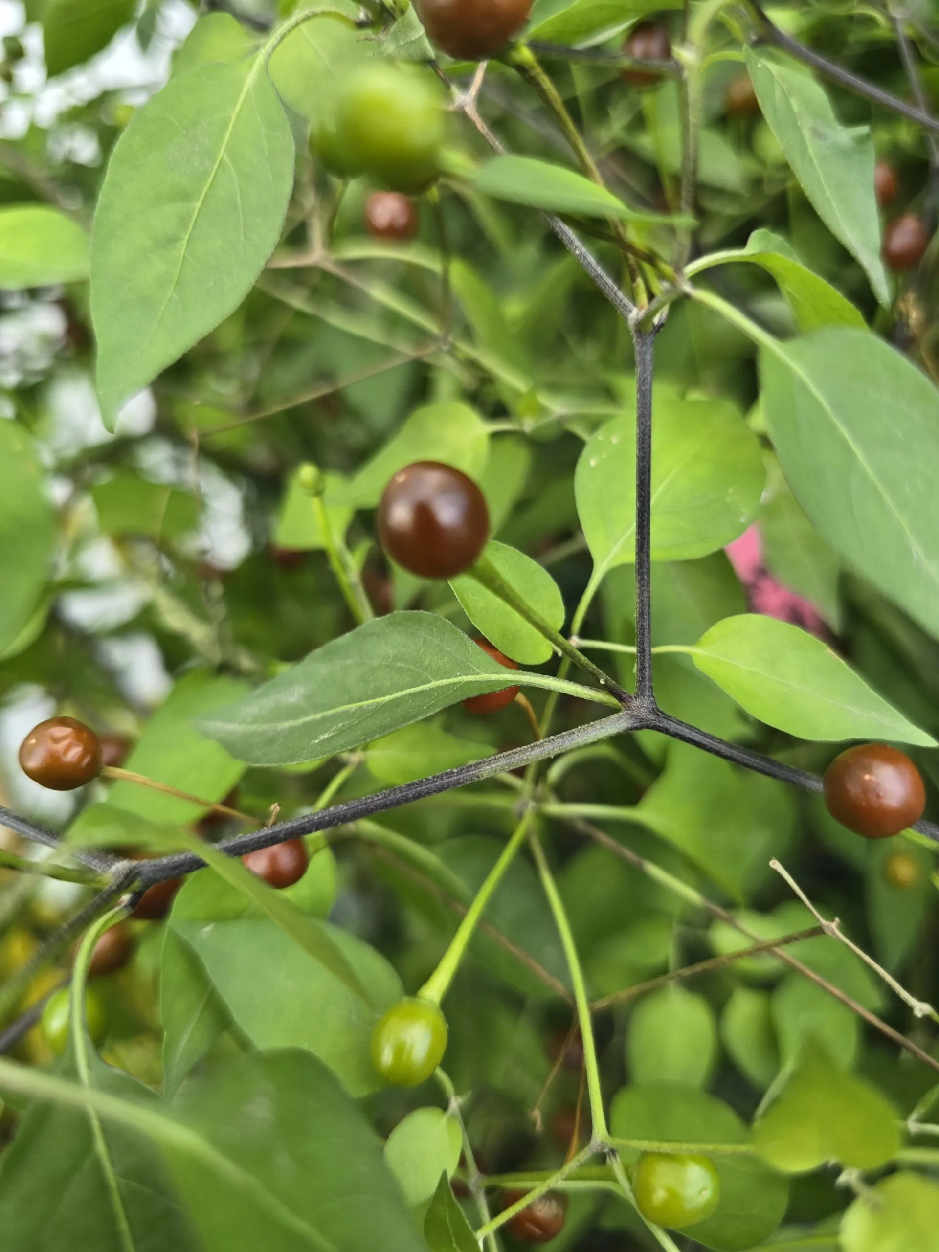 Chiltepin Cappuccino Chilli Seeds - Image 4