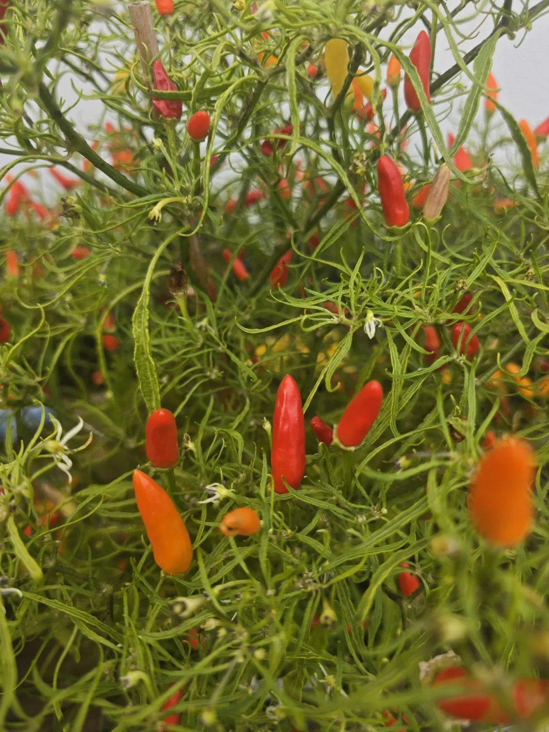 Xion Mutant Chilli Seeds - Image 5