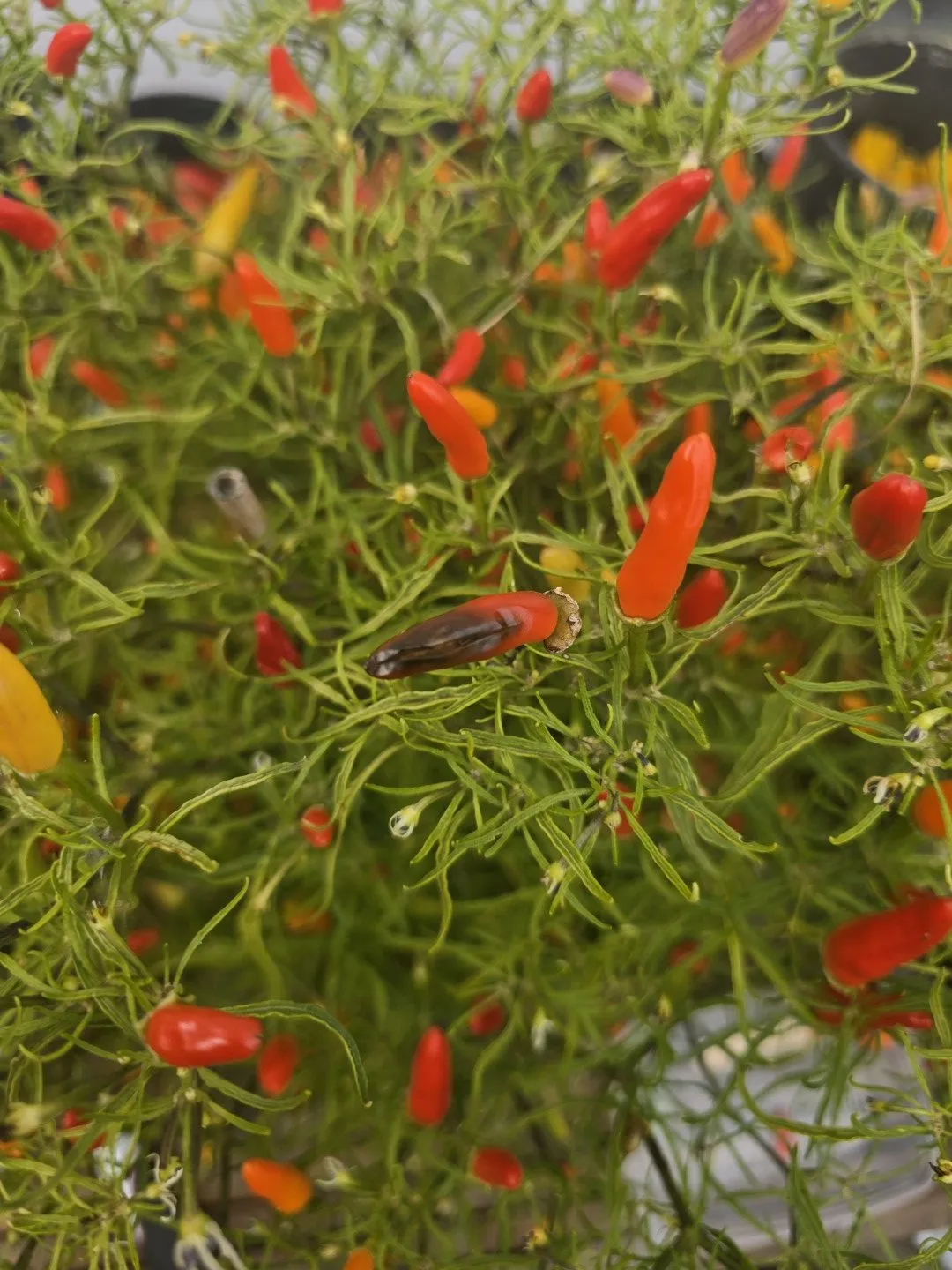Xion Mutant Chilli Seeds - Image 6