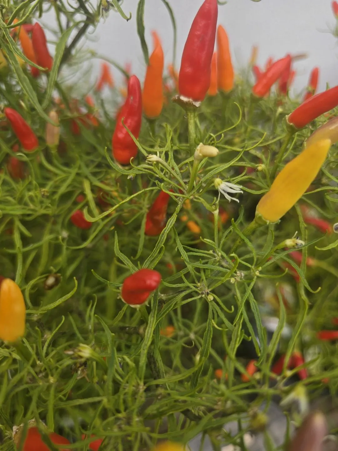 Xion Mutant Chilli Seeds - Image 7