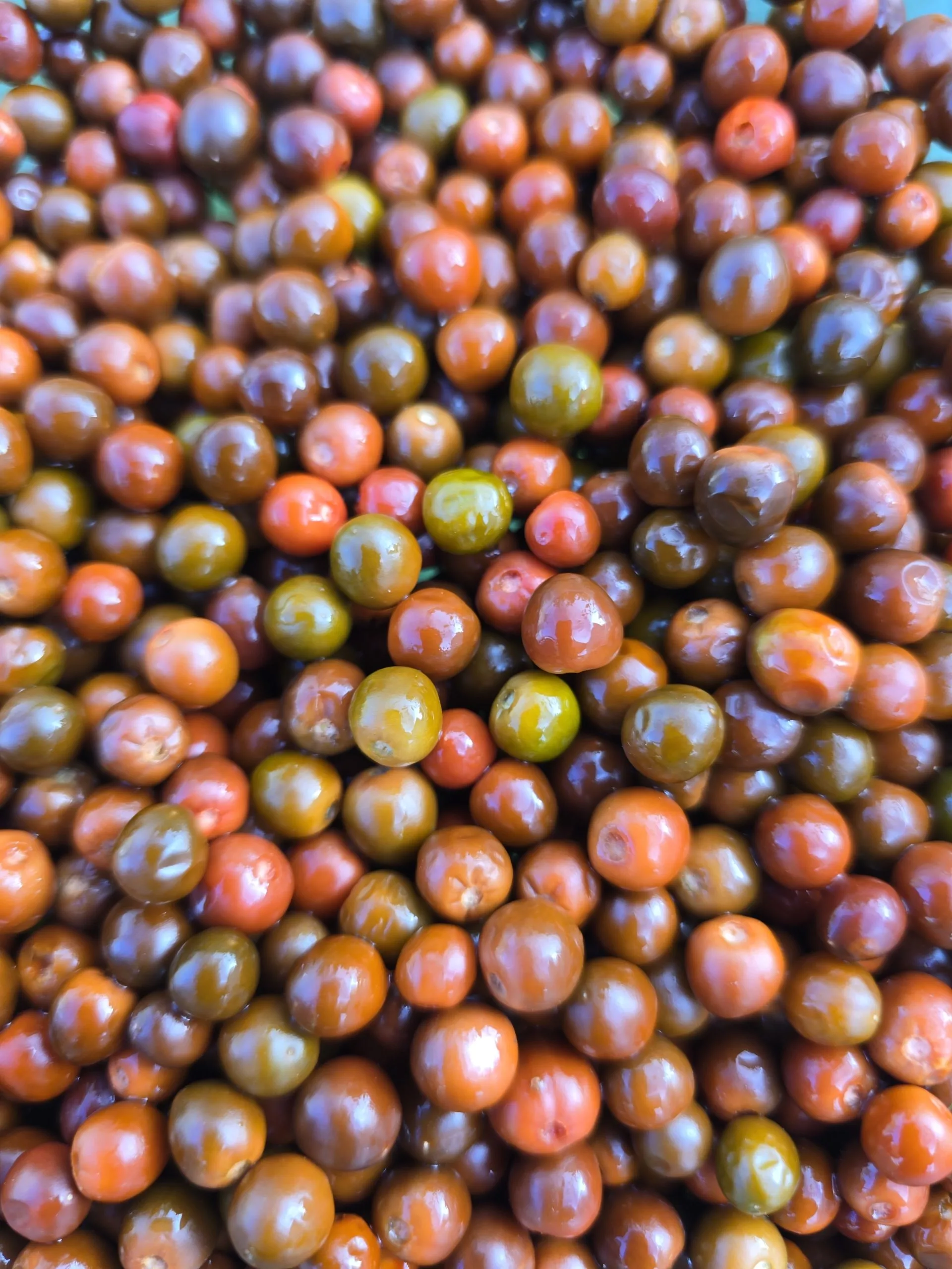 Chiltepin Cappuccino Chilli Seeds - Image 6