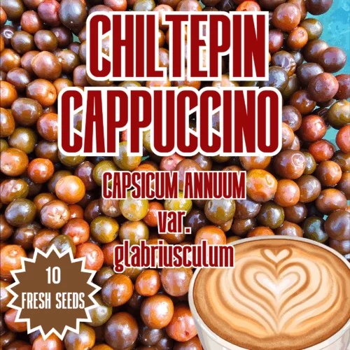 Chiltepin Cappuccino Chilli Seeds