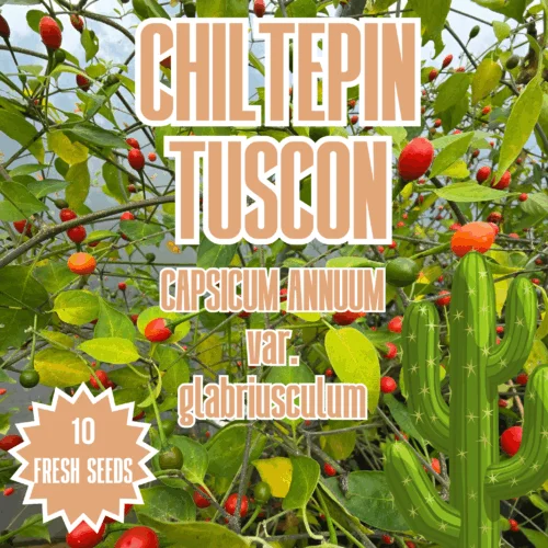 Chiltepin Tucson Chilli Seeds