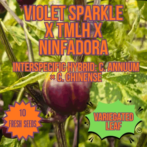Violet Sparkle x TMLH x Ninfadora Chilli Seeds
