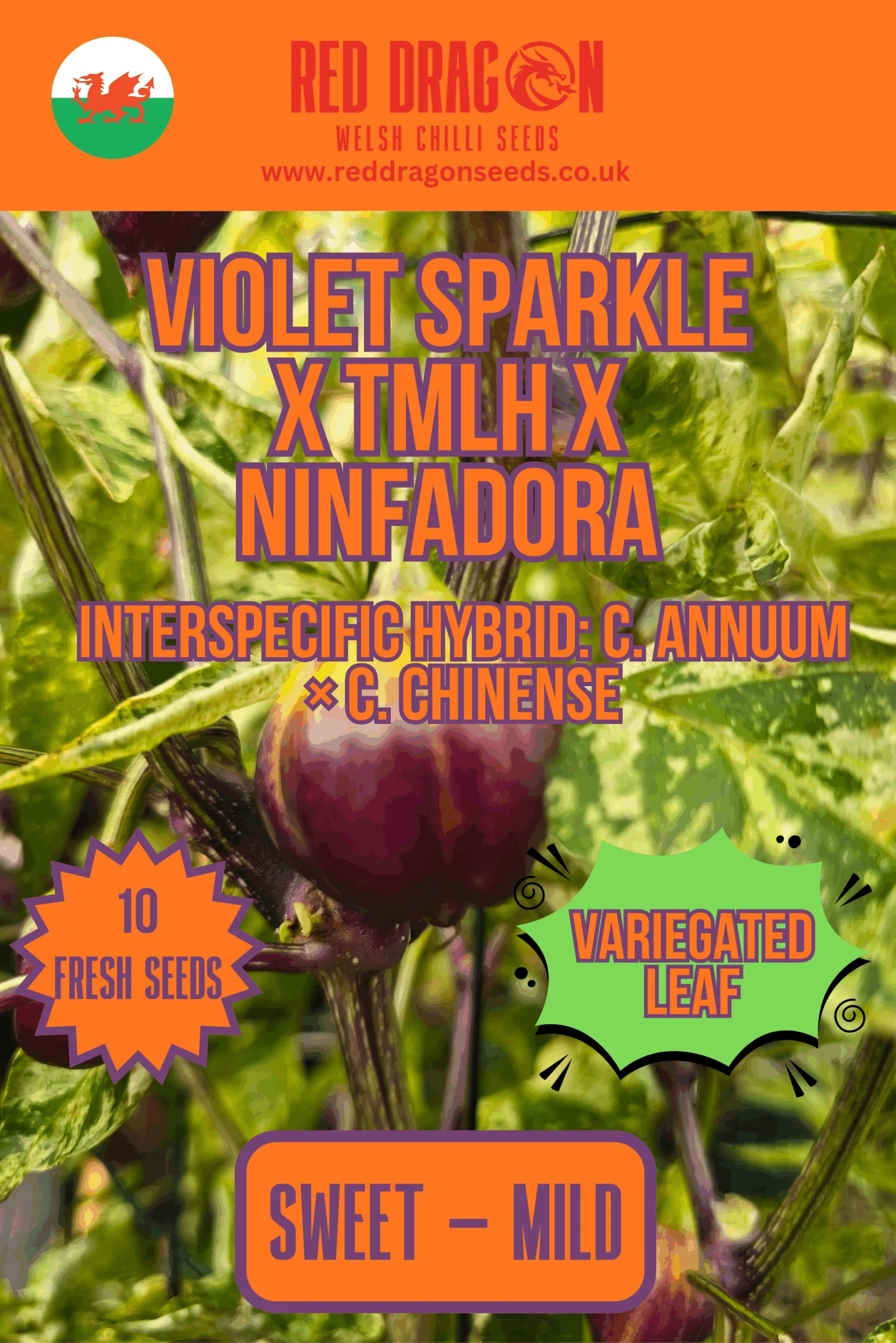 Violet Sparkle x TMLH x Ninfadora Chilli Seeds