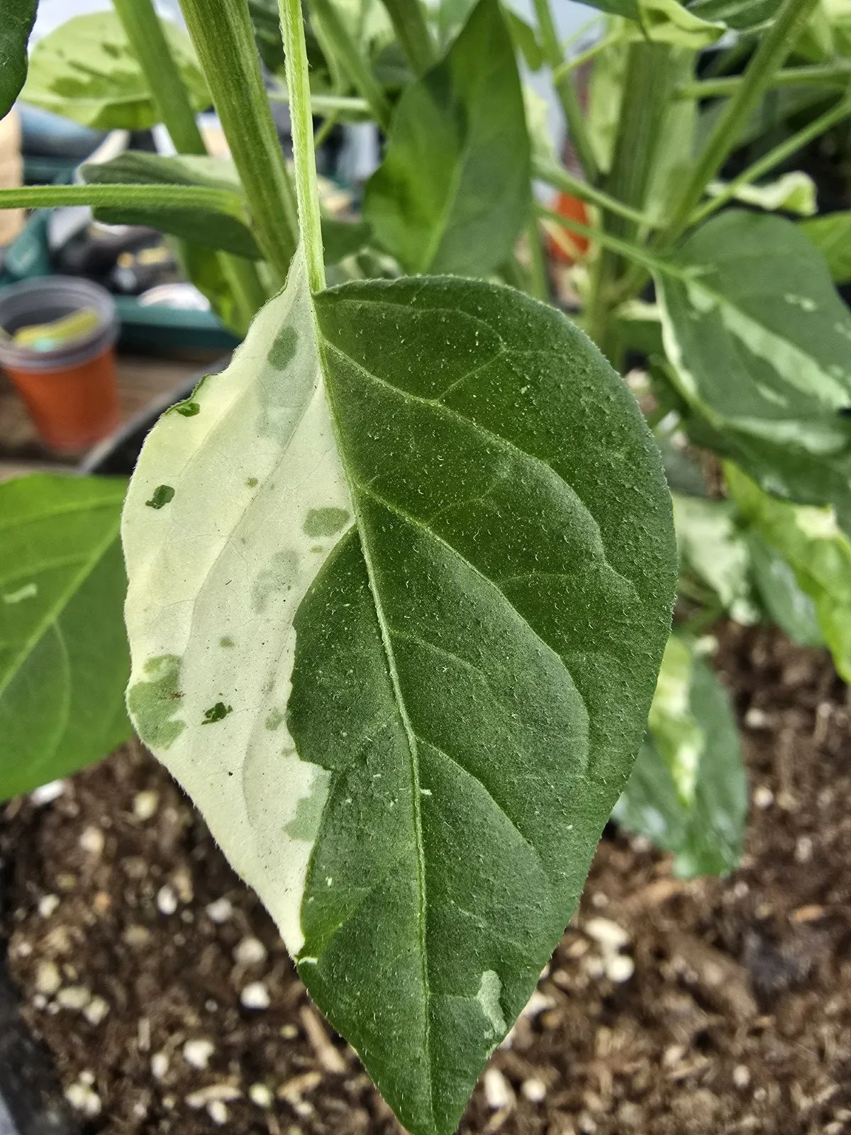 Variegated Pequin Chilli Seeds - Image 11