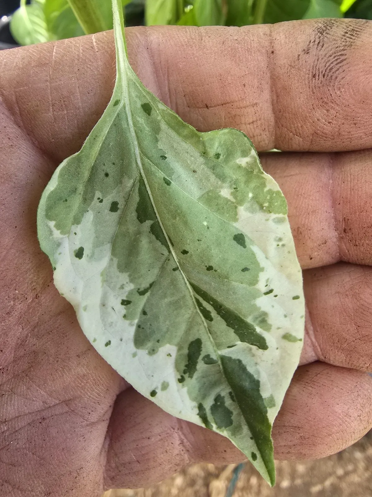 Variegated Pequin Chilli Seeds - Image 10