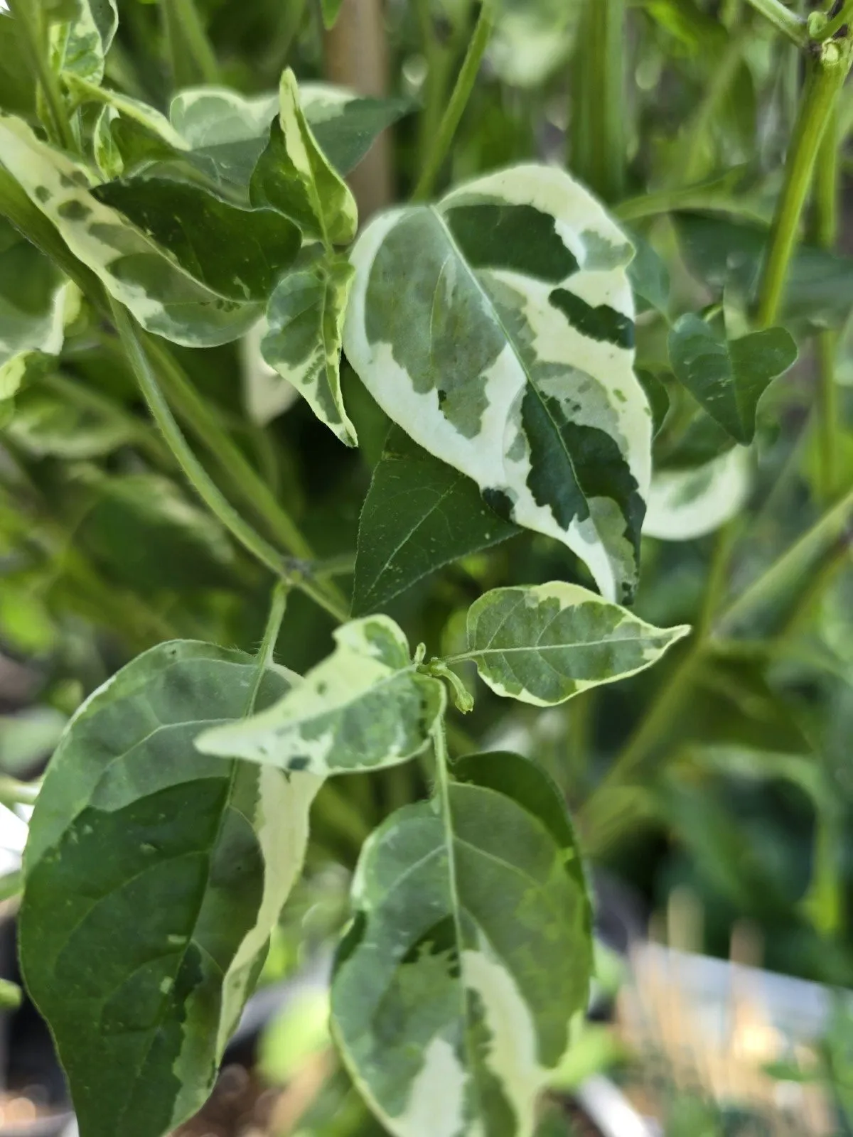 Variegated Pequin Chilli Seeds - Image 9