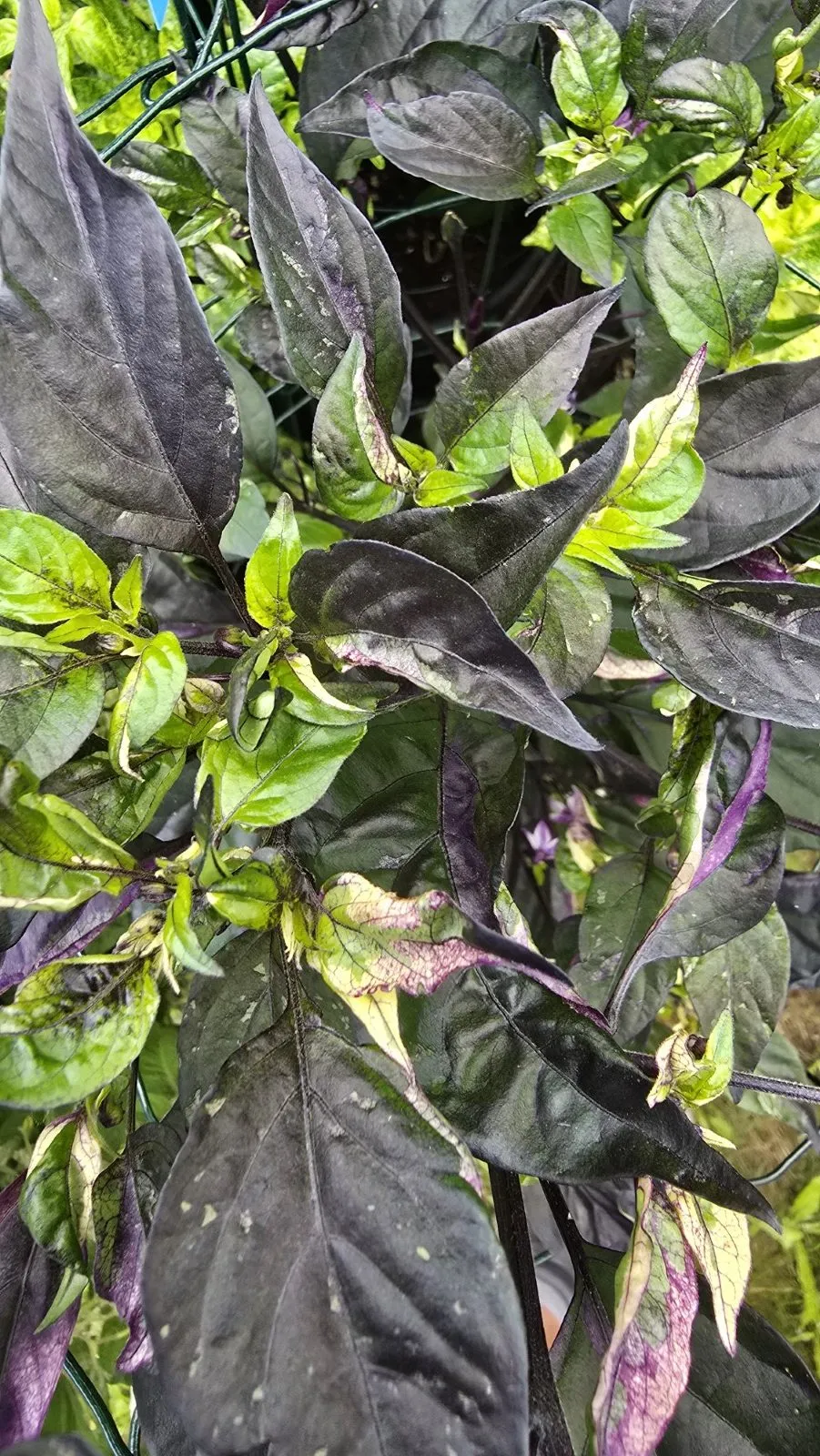 DreamCatcher Dwarf x Maya X Yellow Calypso Orange F6 - Image 7