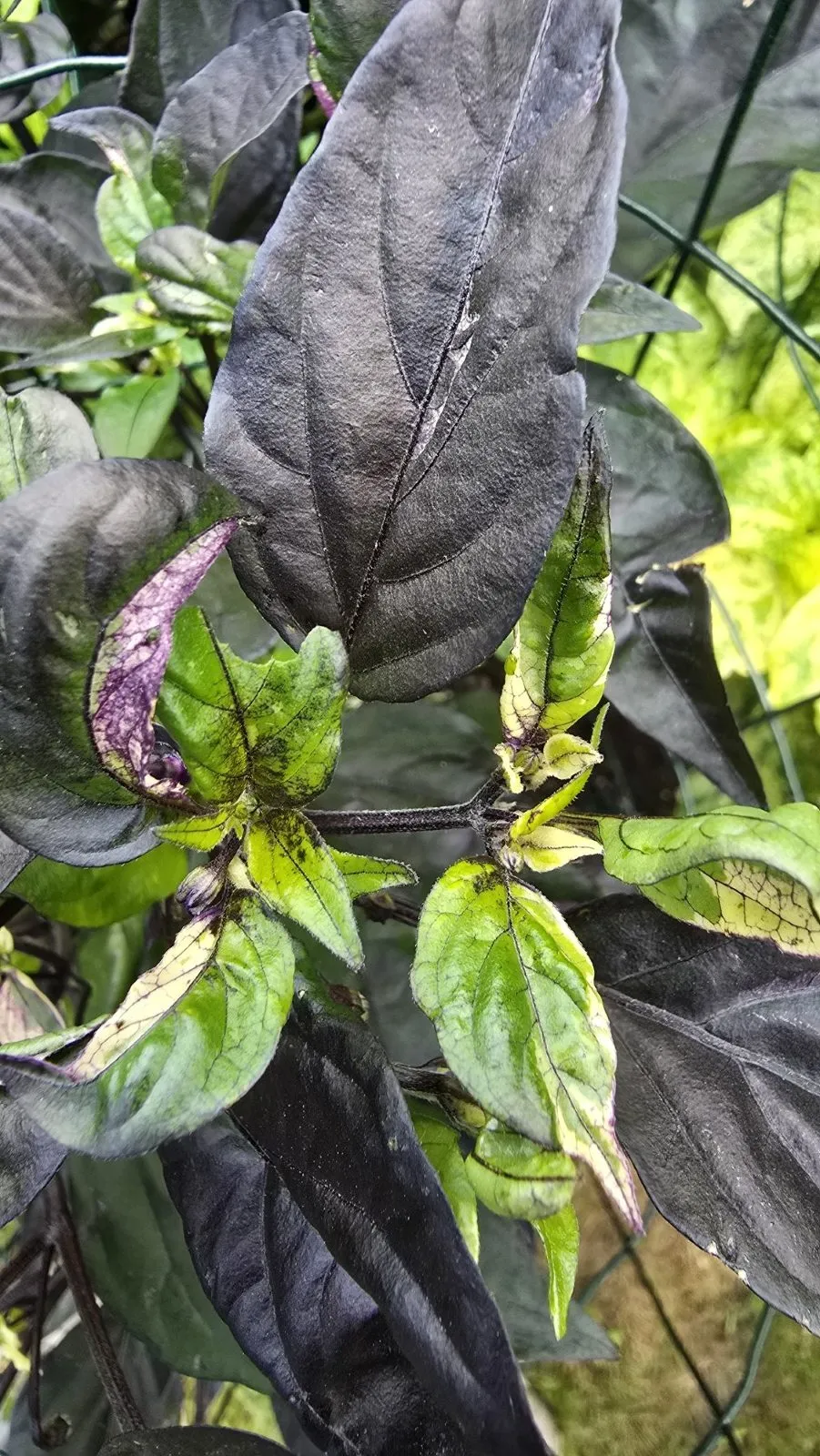 DreamCatcher Dwarf x Maya X Yellow Calypso Orange F6 - Image 2