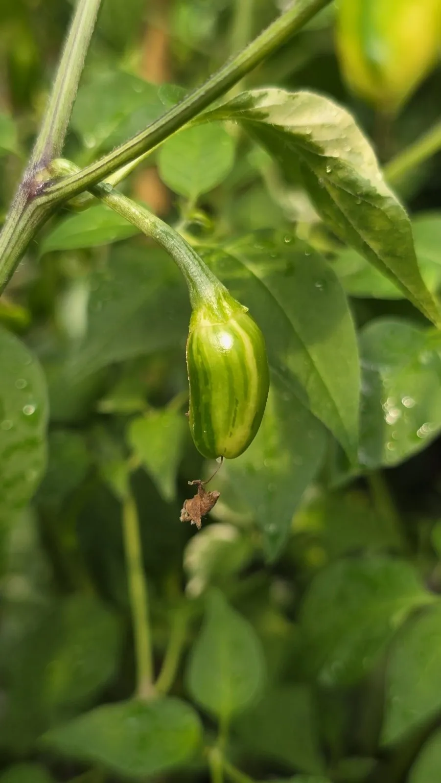 Variegated Pequin Chilli Seeds - Image 8