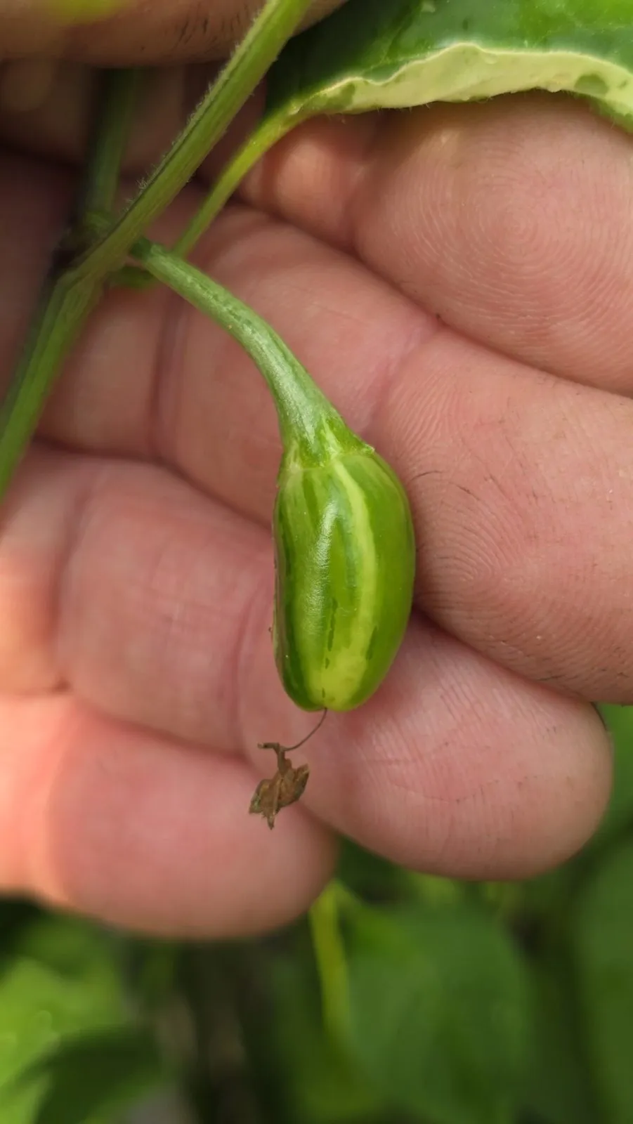 Variegated Pequin Chilli Seeds - Image 7
