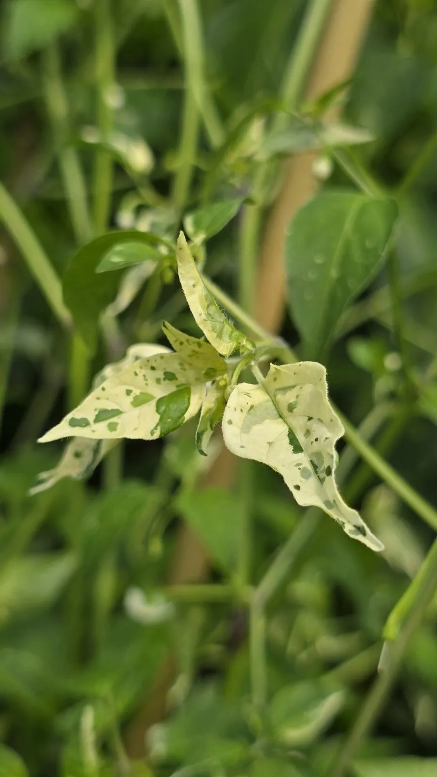 Variegated Pequin Chilli Seeds - Image 6
