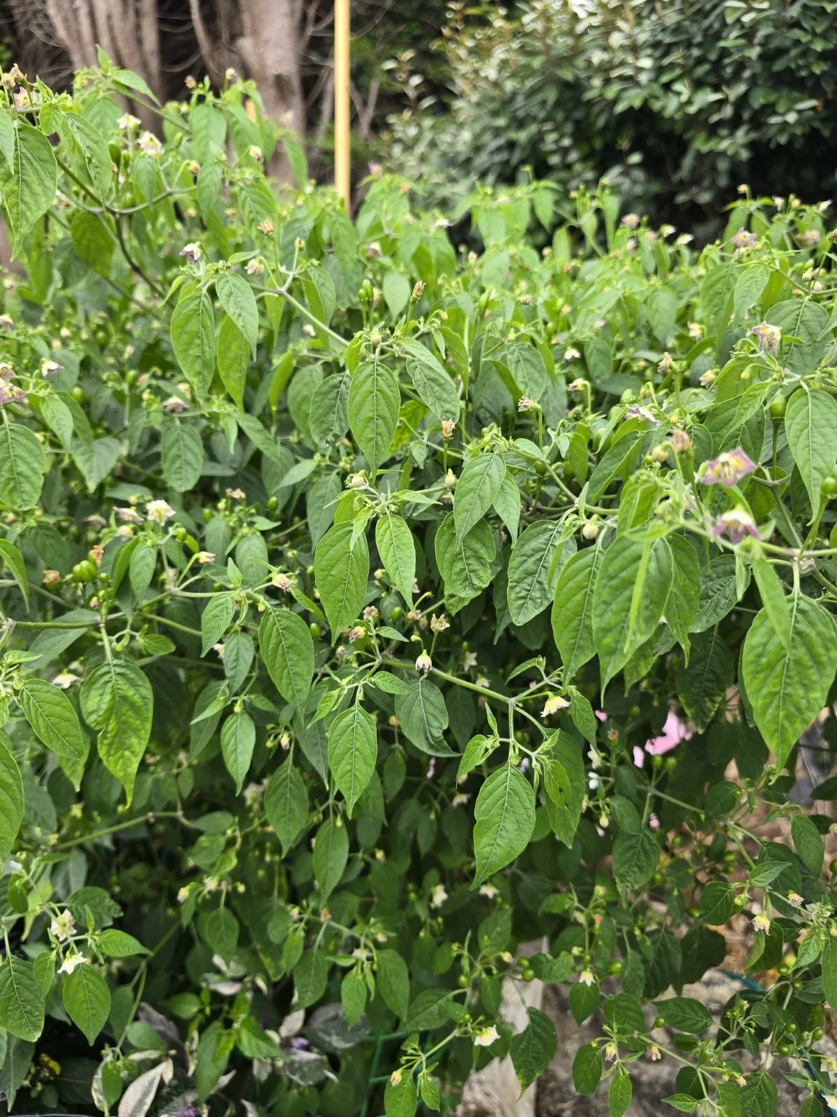 Capsicum Praetermissum Chilli Seeds - Image 6