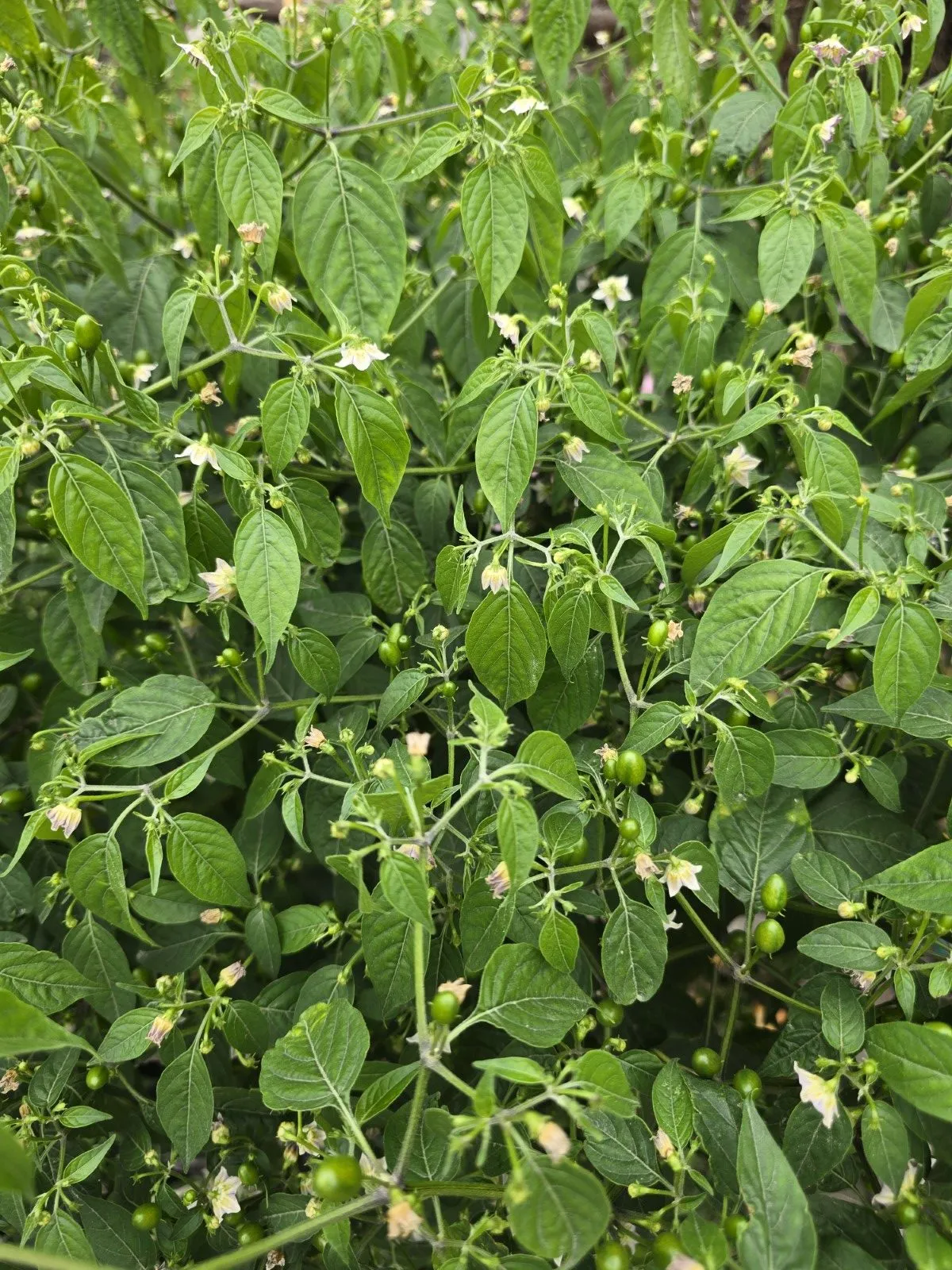 Capsicum Praetermissum Chilli Seeds - Image 5