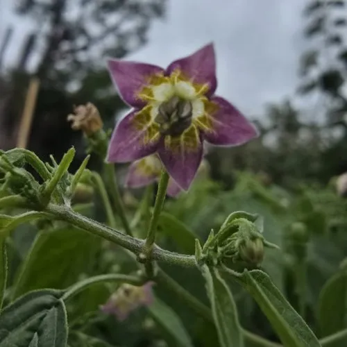 Capsicum praetermissum Chilli Seeds