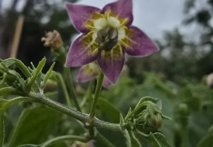 Capsicum praetermissum Chilli Seeds