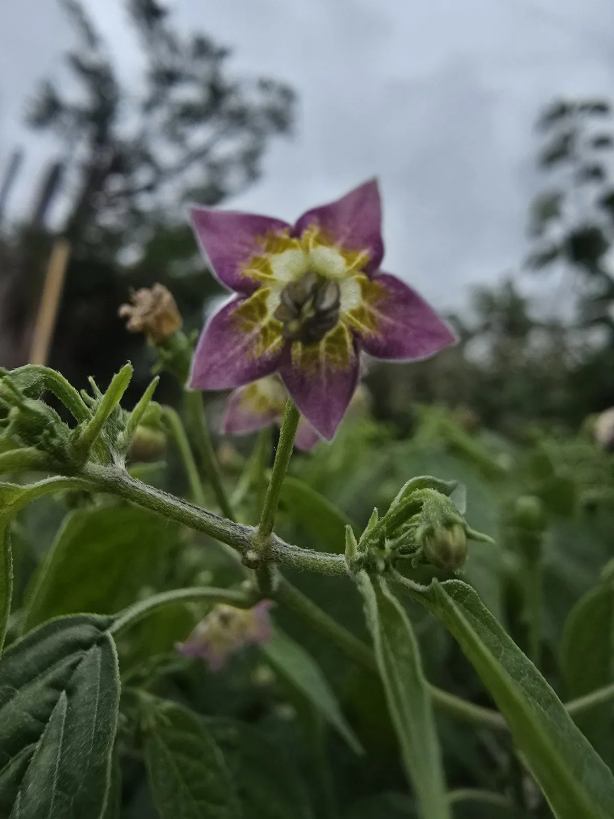 Capsicum praetermissum Chilli Seeds