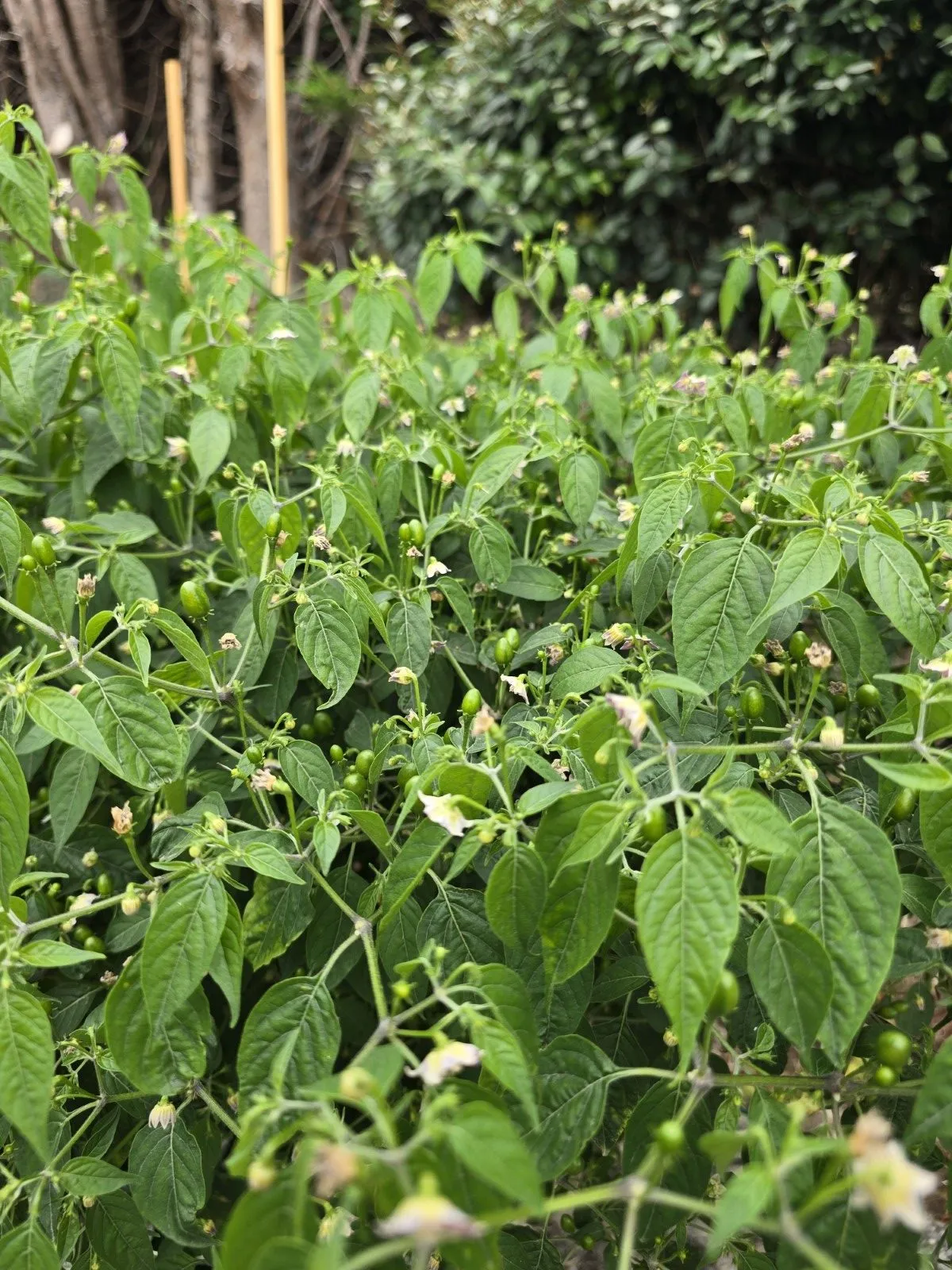 Capsicum Praetermissum Chilli Seeds - Image 4