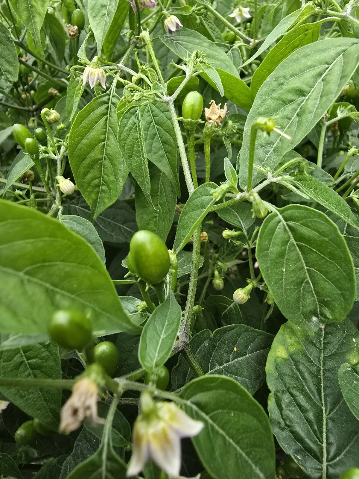 Capsicum Praetermissum Chilli Seeds - Image 3