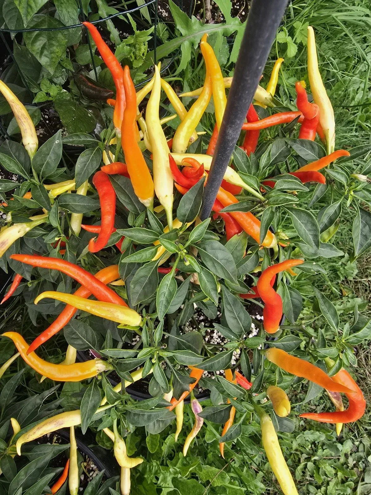 Sunrise Sweet Pepper Seeds - Image 4