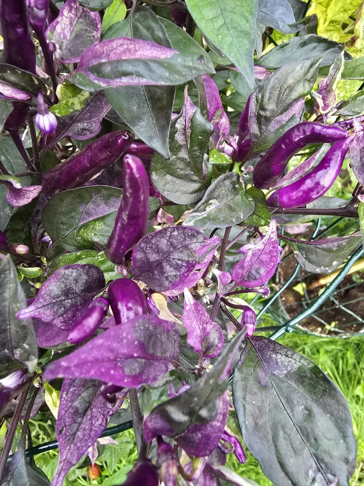 DreamCatcher Dwarf x Maya X Yellow Calypso Orange F6 - Image 8