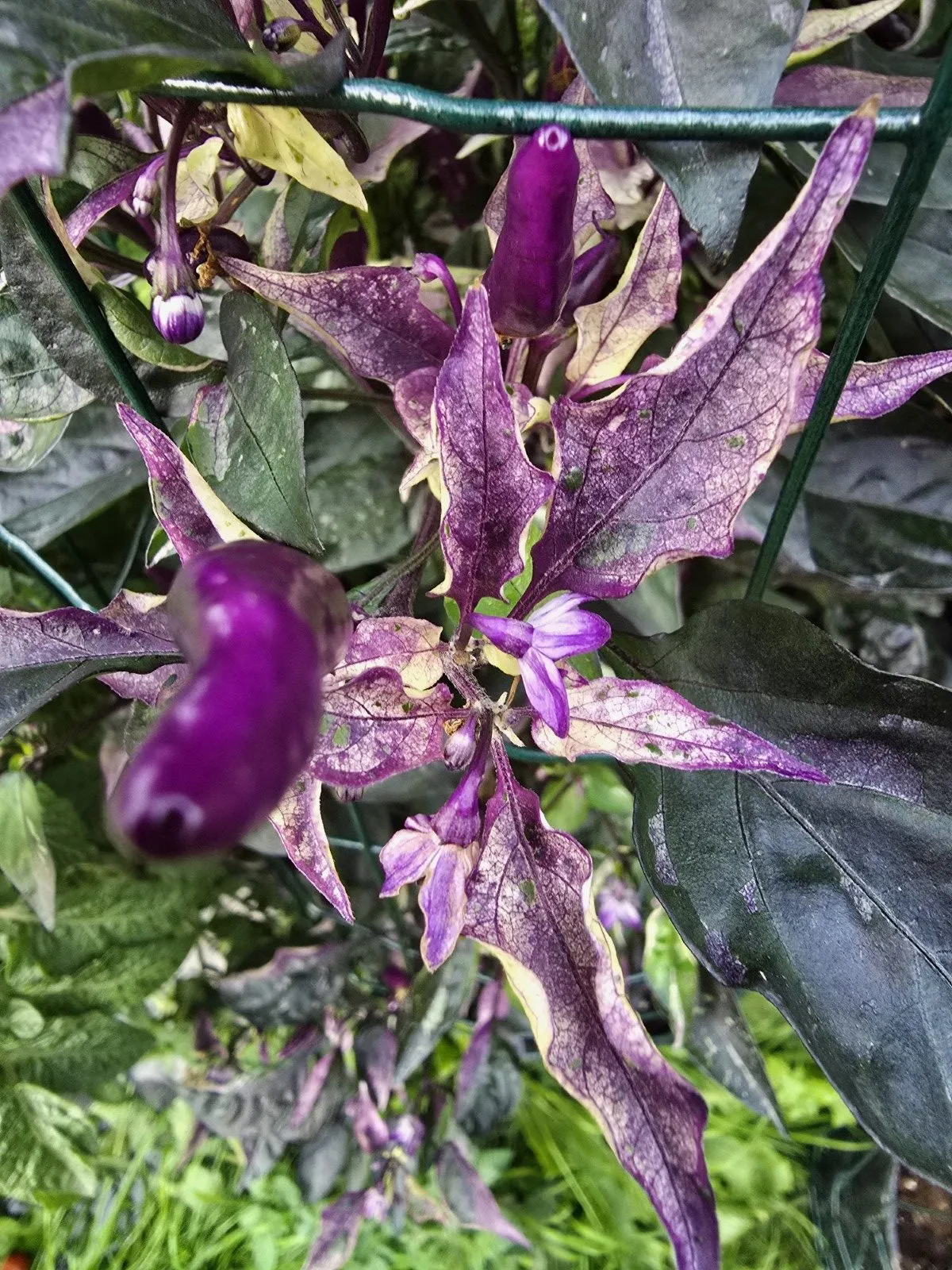 DreamCatcher Dwarf x Maya X Yellow Calypso Orange F6