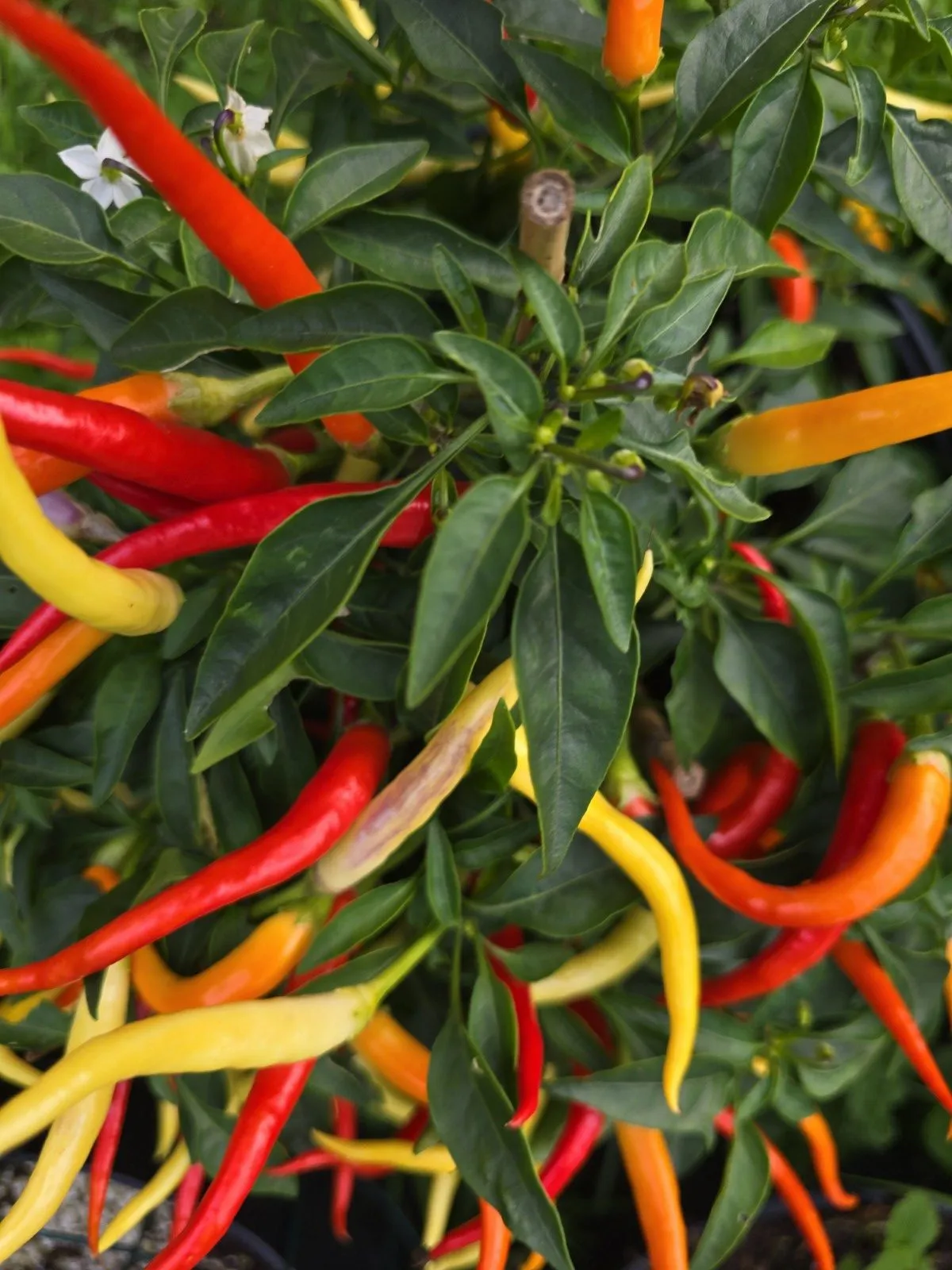 Sunrise Sweet Pepper Seeds - Image 5