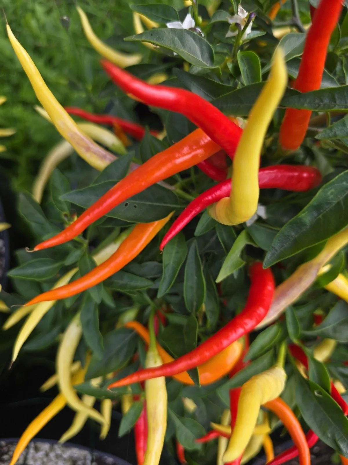 Sunrise Sweet Pepper Seeds - Image 6