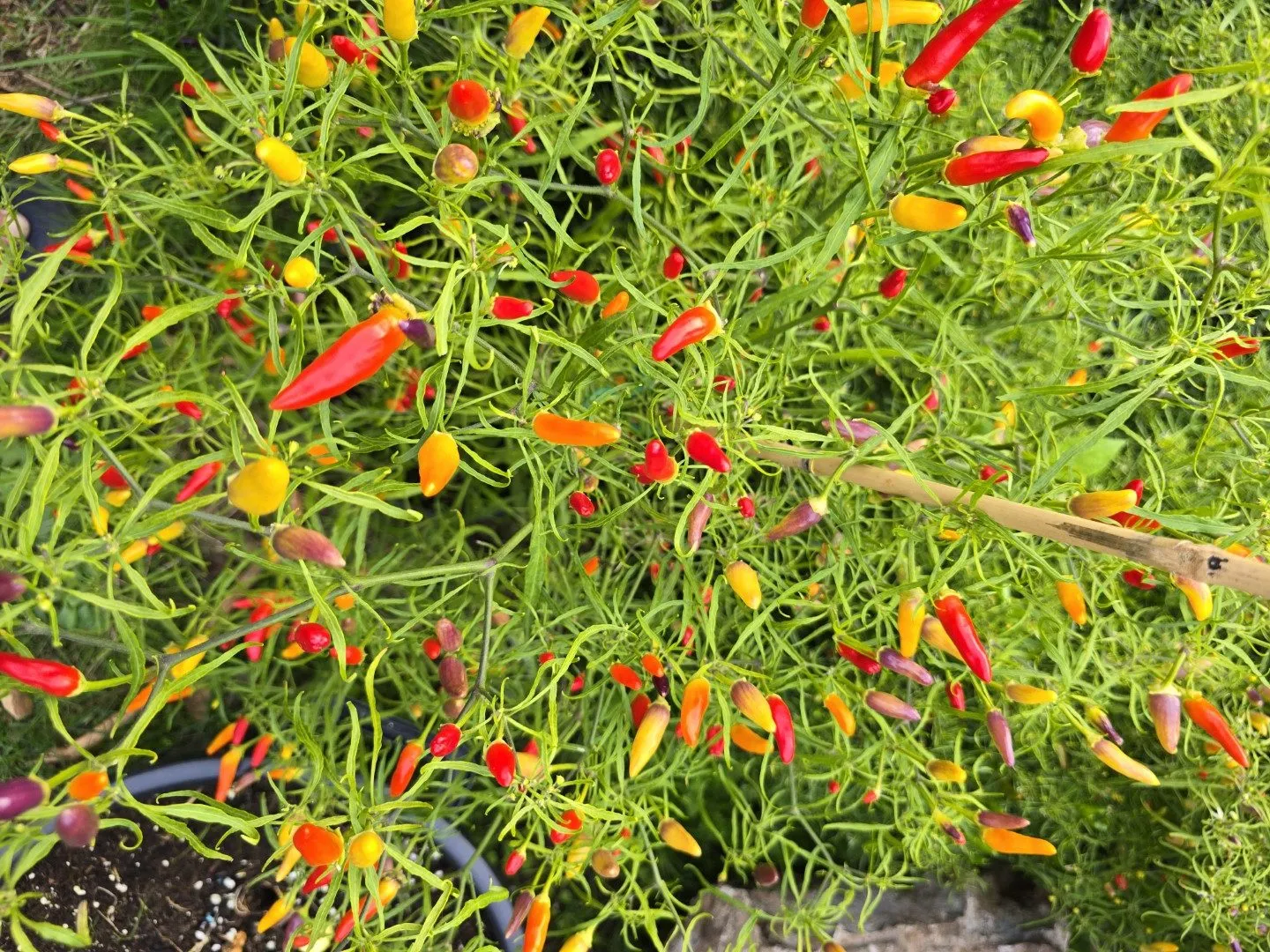 Candlelight Mutant X Thai Orange Mutant Chilli Seeds - Image 2