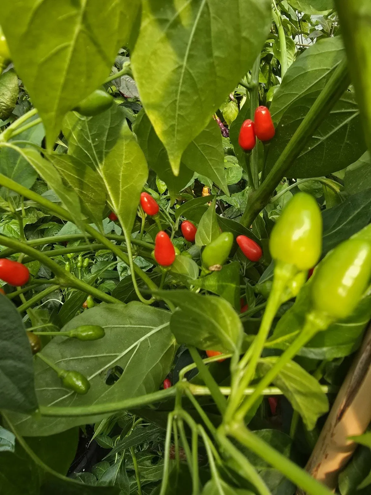 Ata Ijosi Chilli Seeds - Image 5