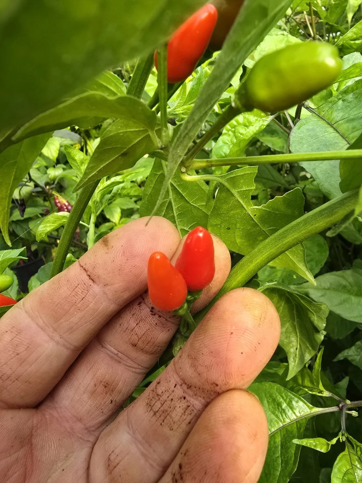 Ata Ijosi Chilli Seeds - Image 4