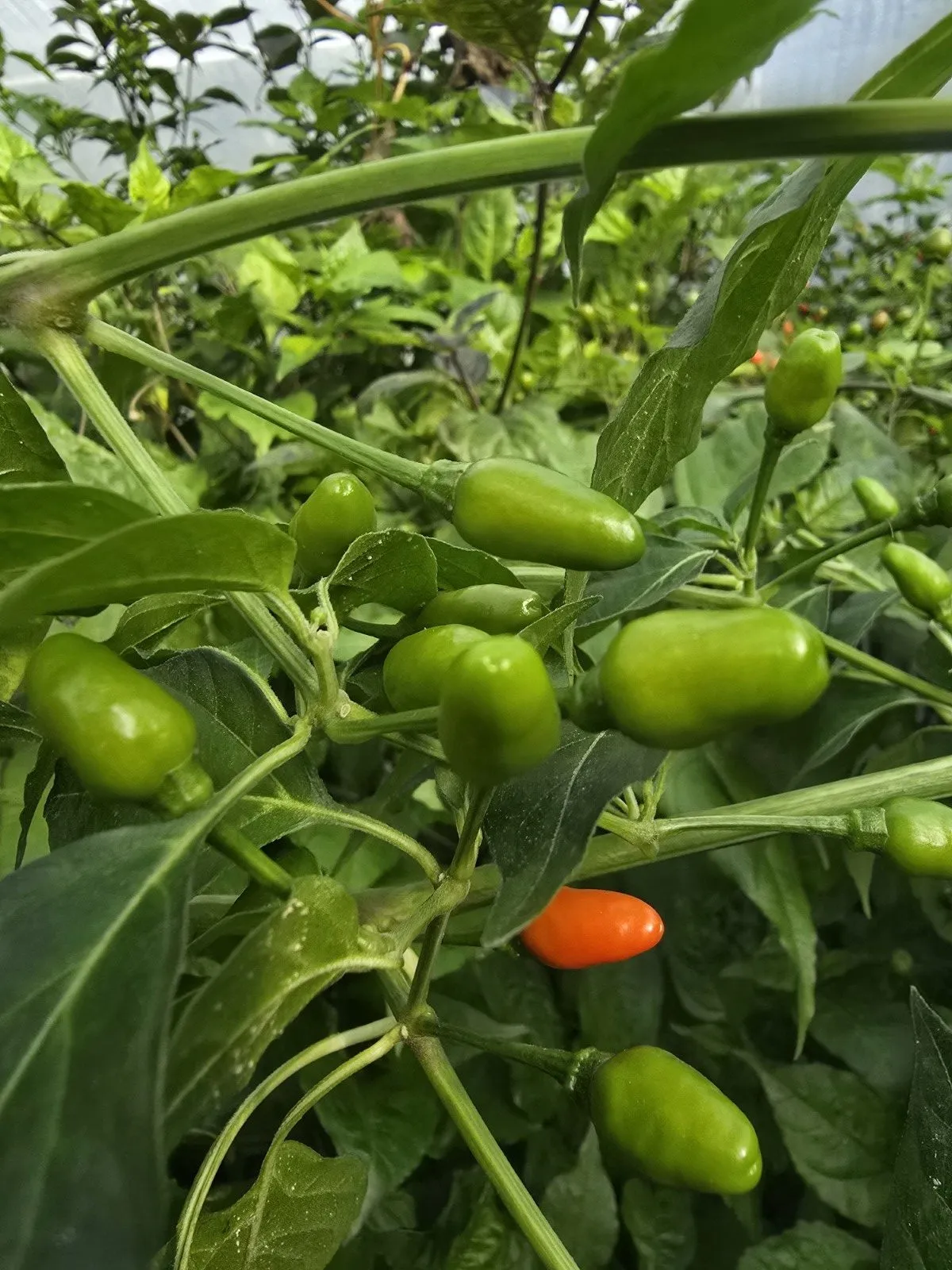 Ata Ijosi Chilli Seeds - Image 2