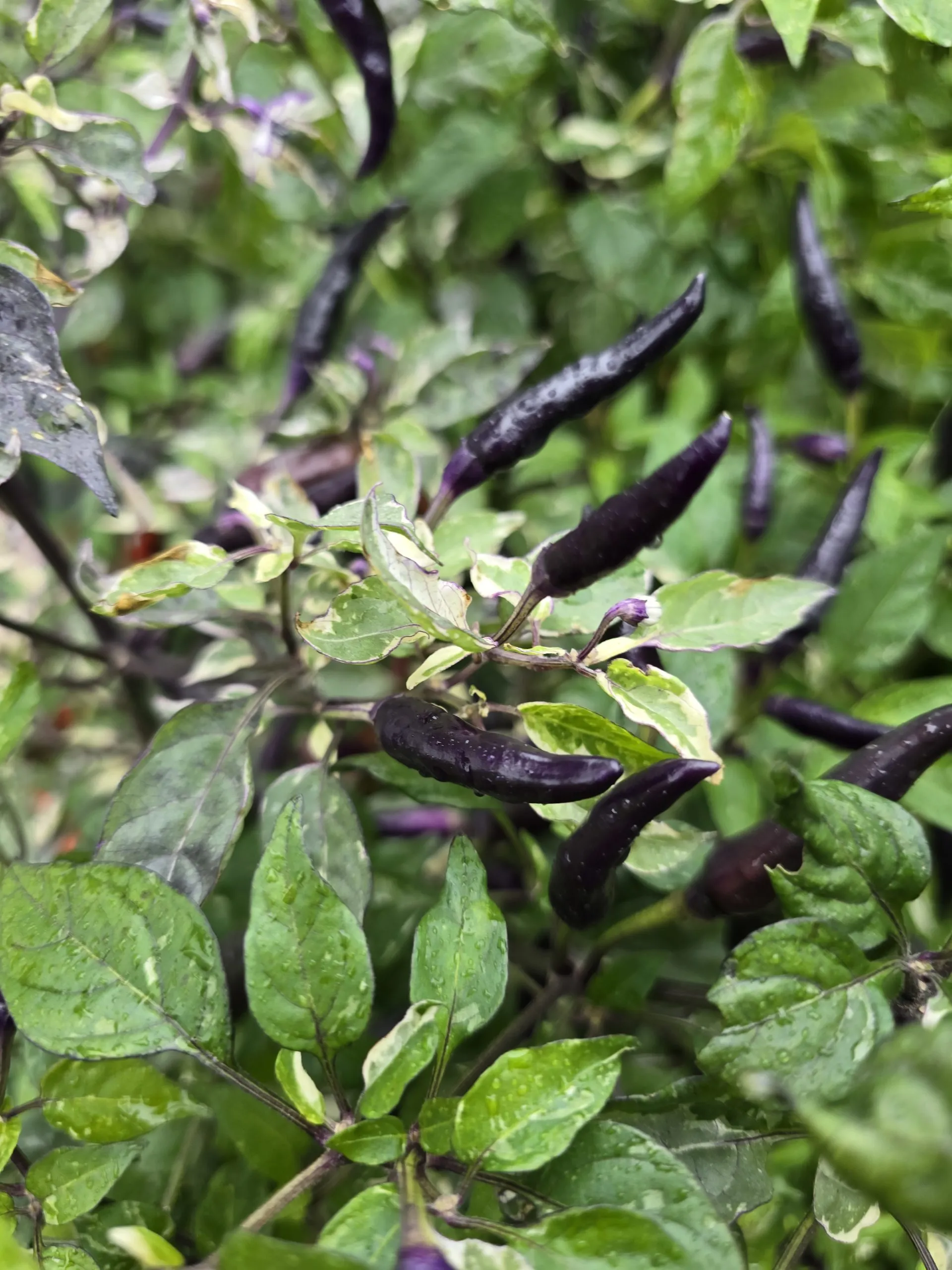 Uchu Creme x Trinidad Purple Coffee F6 - Image 2