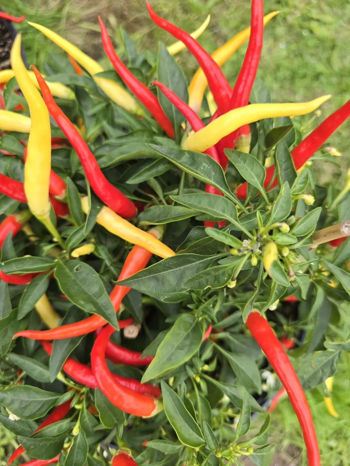 Sunrise Sweet Pepper Seeds - Image 7