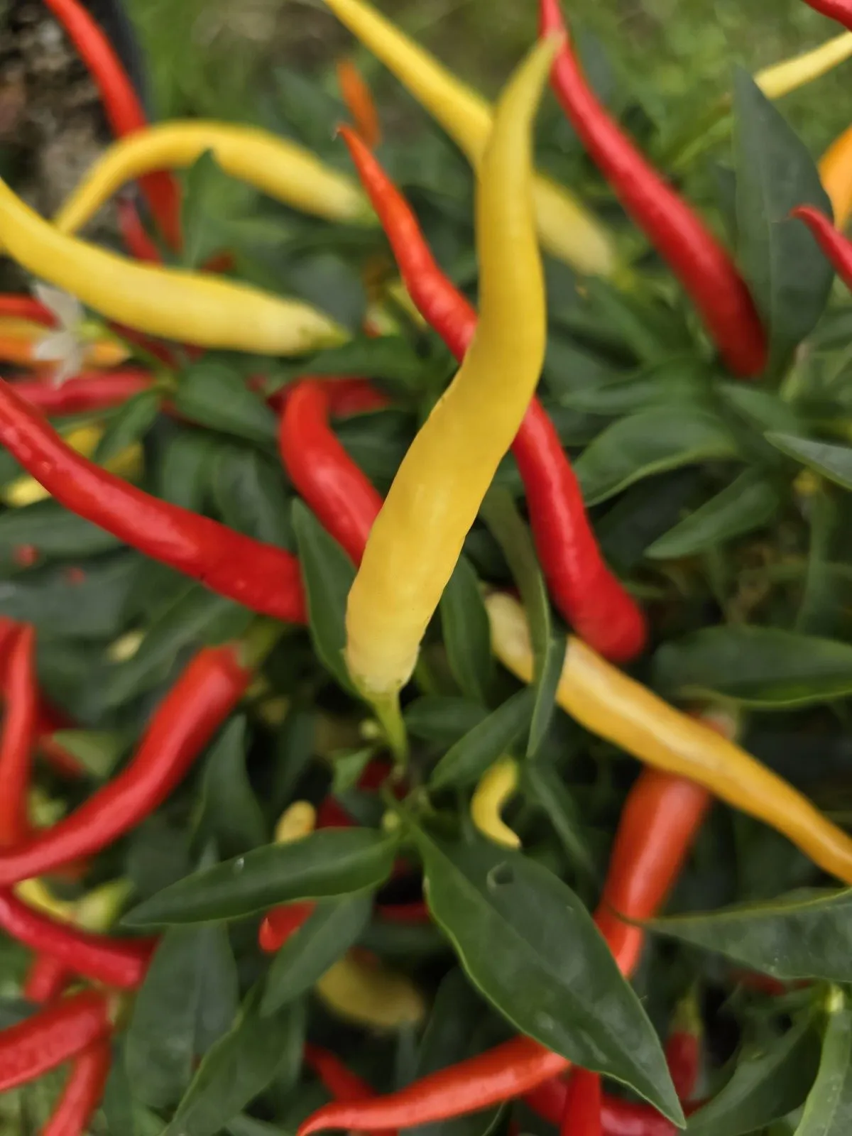 Sunrise Sweet Pepper Seeds - Image 2