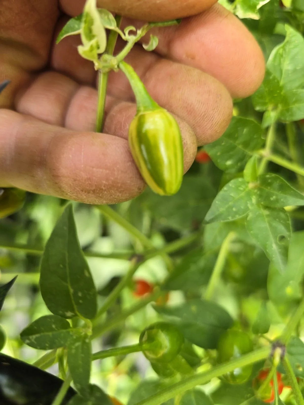 Variegated Pequin Chilli Seeds - Image 4