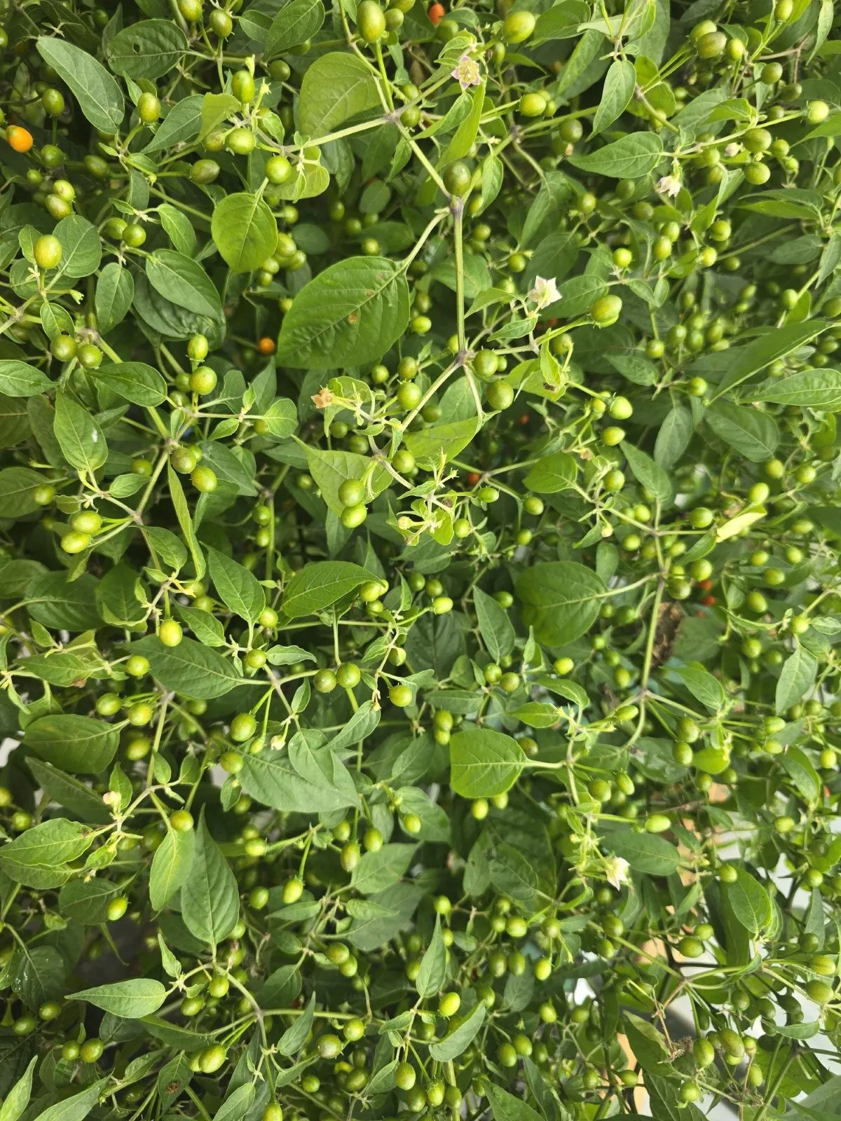 Capsicum Praetermissum Chilli Seeds - Image 2
