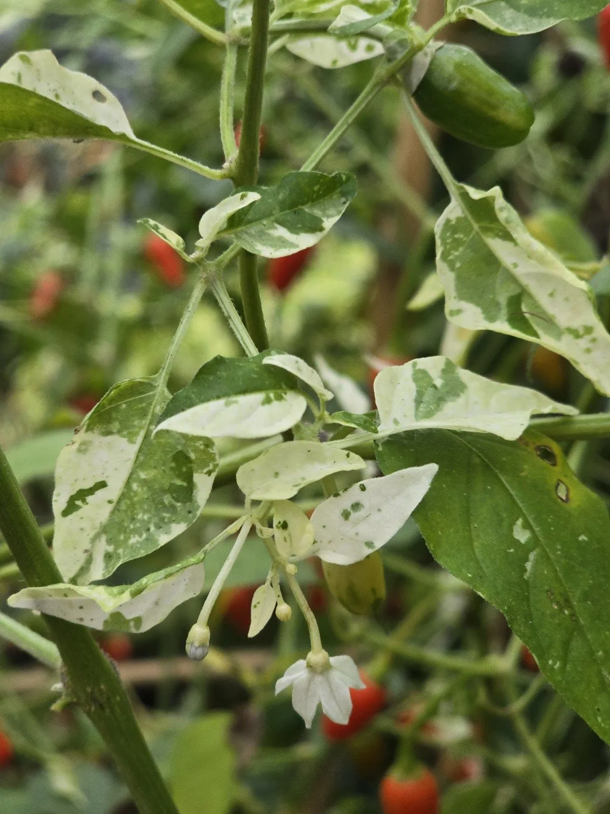 Variegated Pequin Chilli Seeds - Image 3