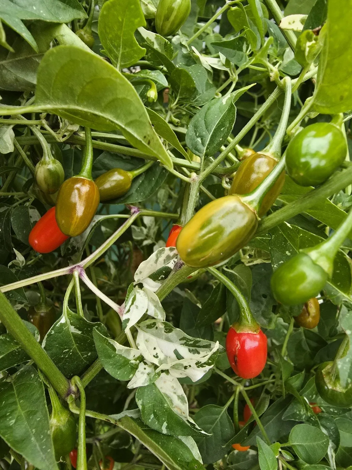 Variegated Pequin Chilli Seeds - Image 2
