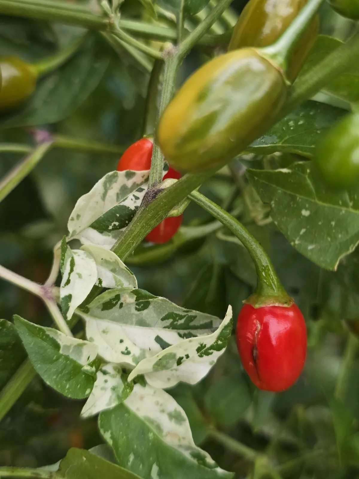 Variegated Pequin Chilli Seeds - Image 15