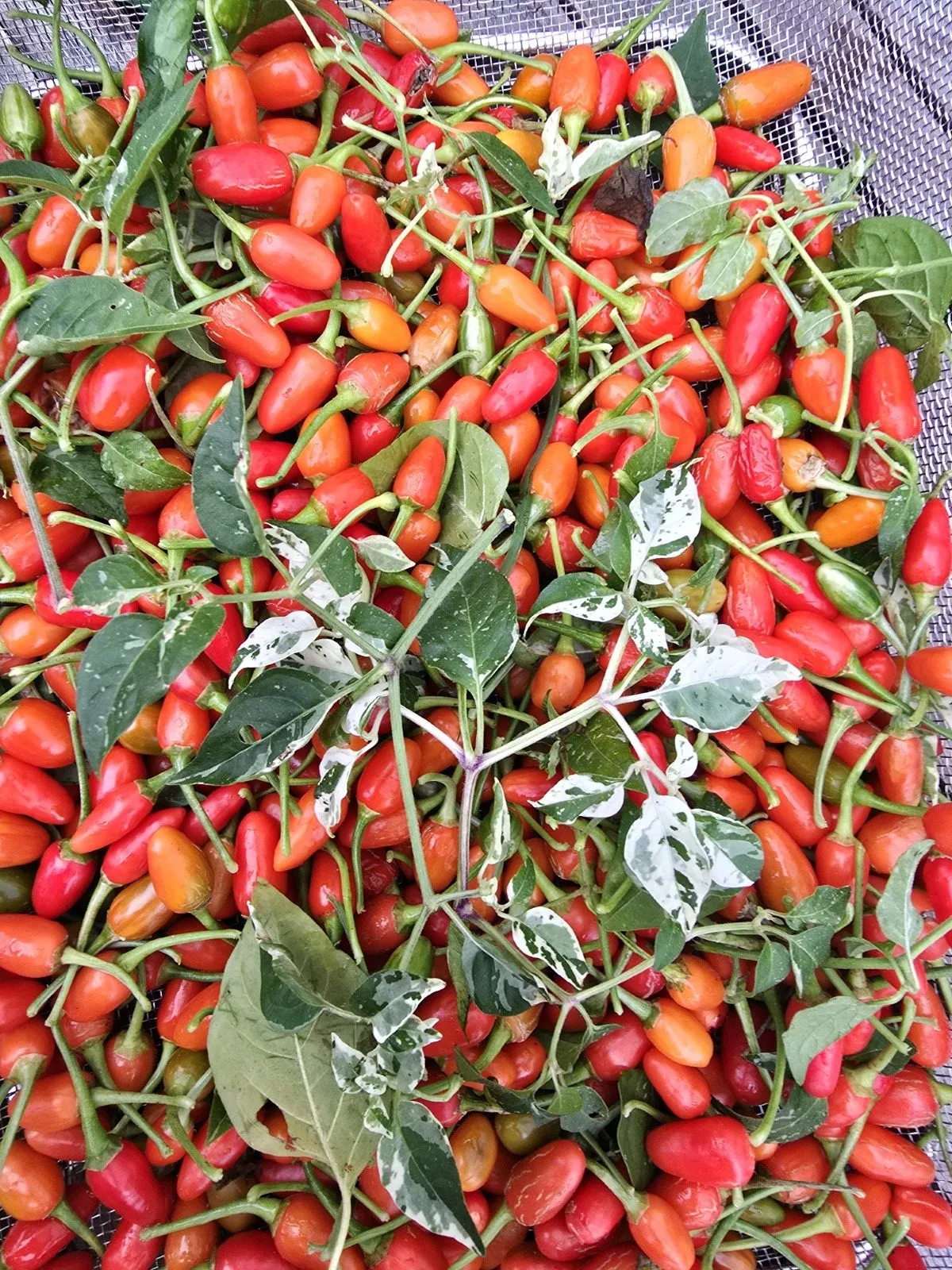 Variegated Pequin Chilli Seeds - Image 14