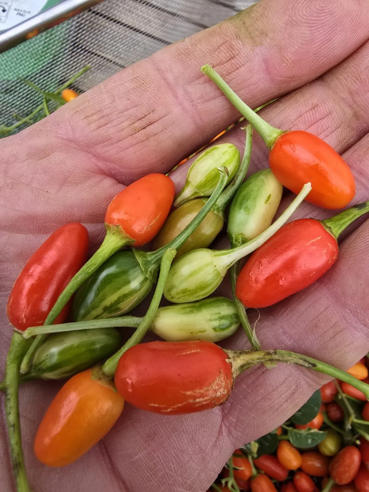 Variegated Pequin Chilli Seeds - Image 13