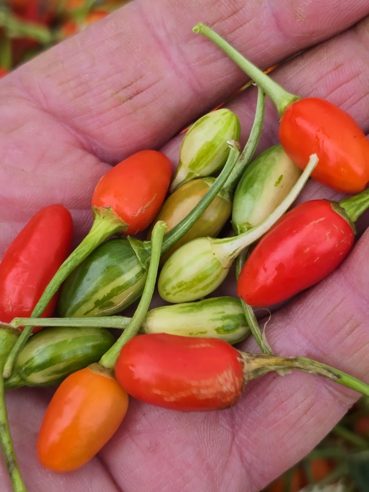 Variegated Pequin Chilli Seeds - Image 12